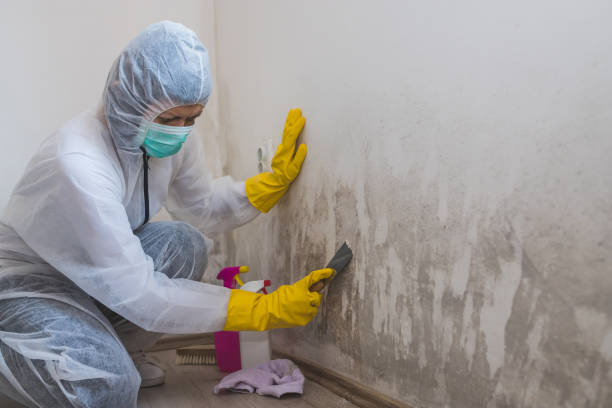 Best Mold Testing  in White Oak, MD