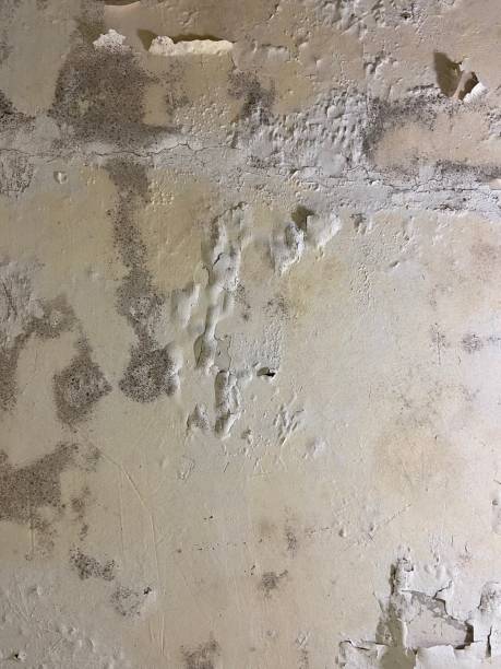 Best Mold Remediation  in White Oak, MD