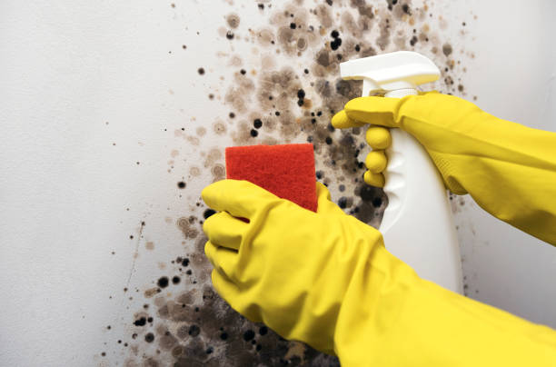Best Crawl Space Mold Removal  in White Oak, MD