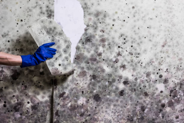 Best Home Mold Removal  in White Oak, MD