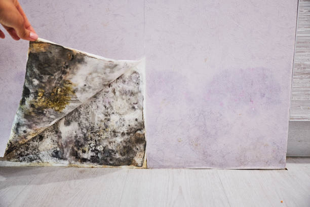 Best Professional Mold Removal  in White Oak, MD